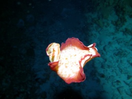 120 Spanish Dancer IMG 2505